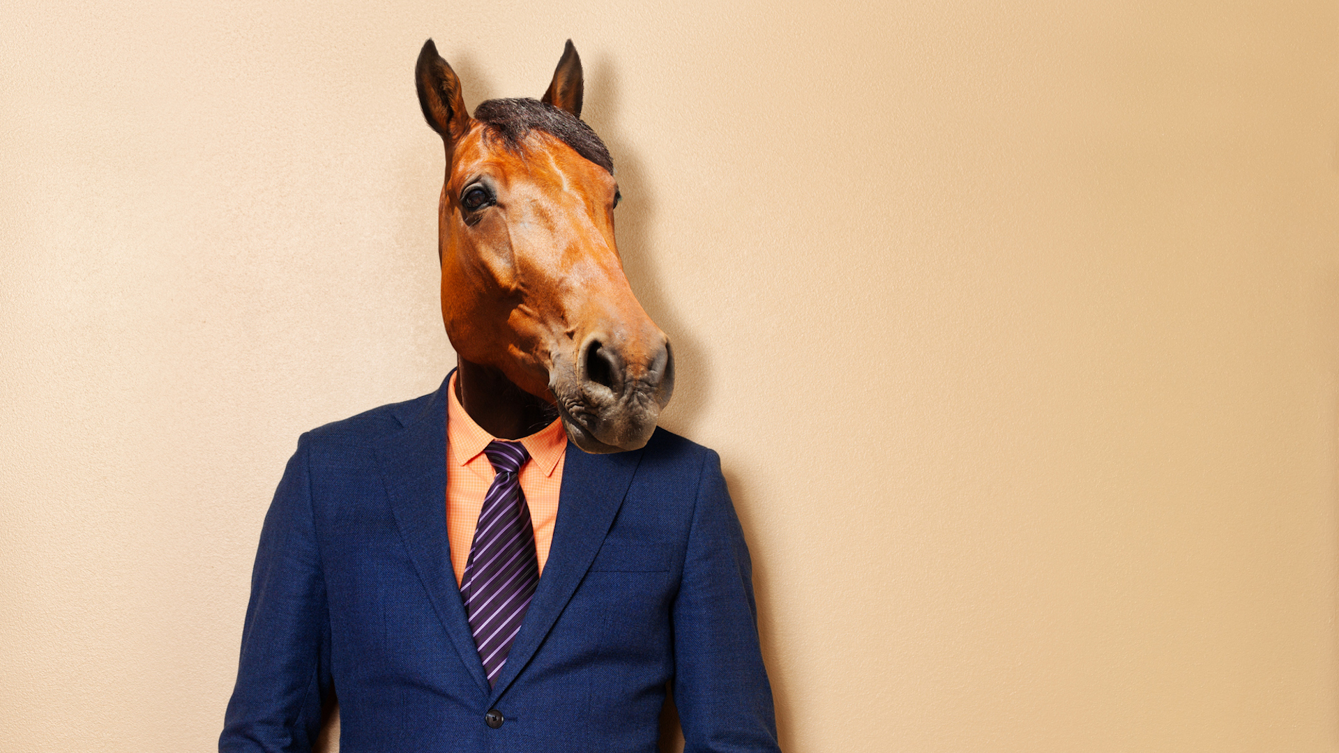 A well-dressed horse