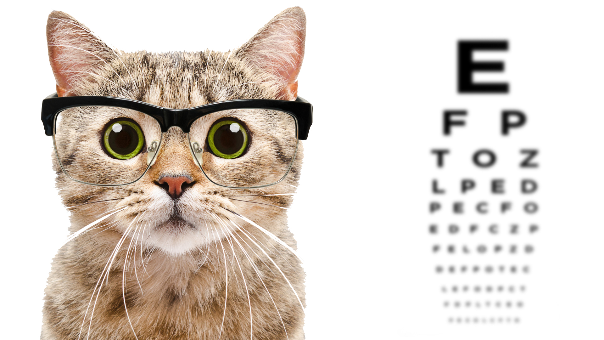 A cat wearing glasses at a feline opticians