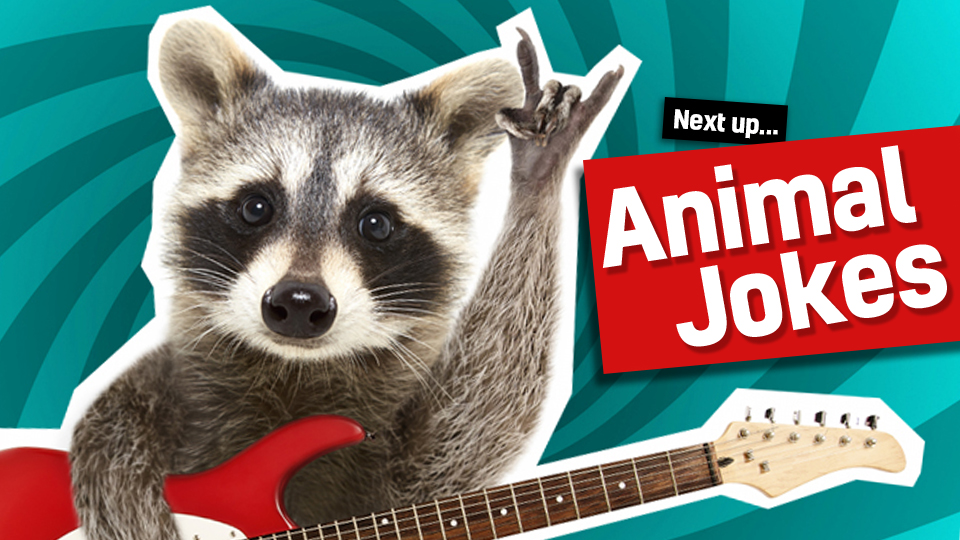 Next up: animal jokes, linked to from funny sea jokes. A raccoon playing a guitar.