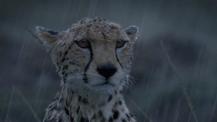 A jaguar sitting in the rain