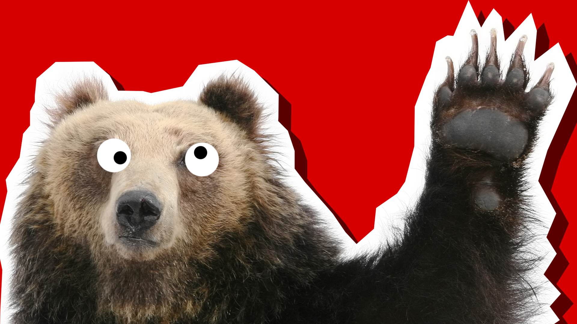 A waving bear