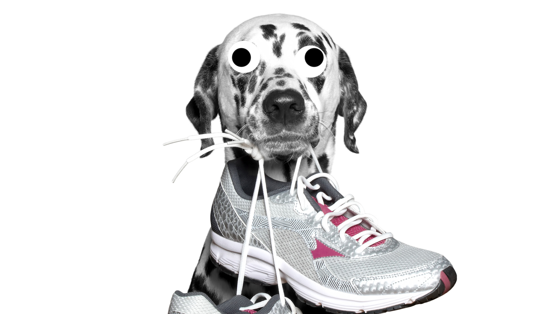 A dog with a pair of trainers in its mouth