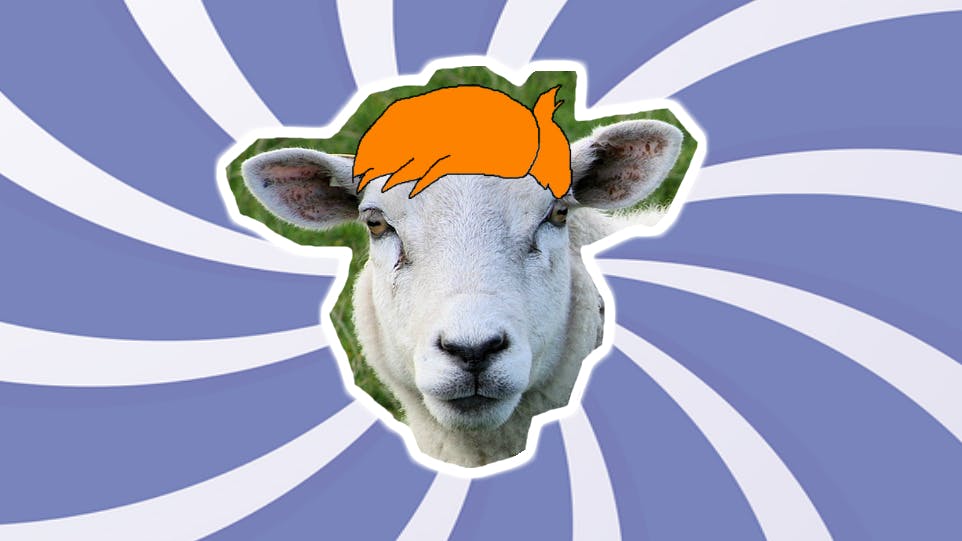 Where do sheep go to get their hair cut? A sheep with a funny hair style. | Where Do Sheep Get a Haircut