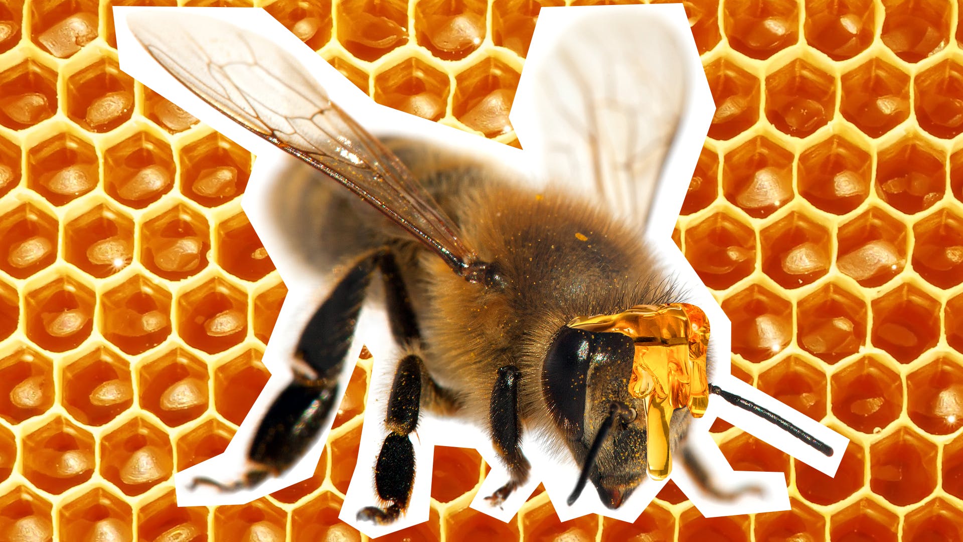 A bee on a honeycomb background. Why do bees have sticky hair? | Why was the bees hair sticky?