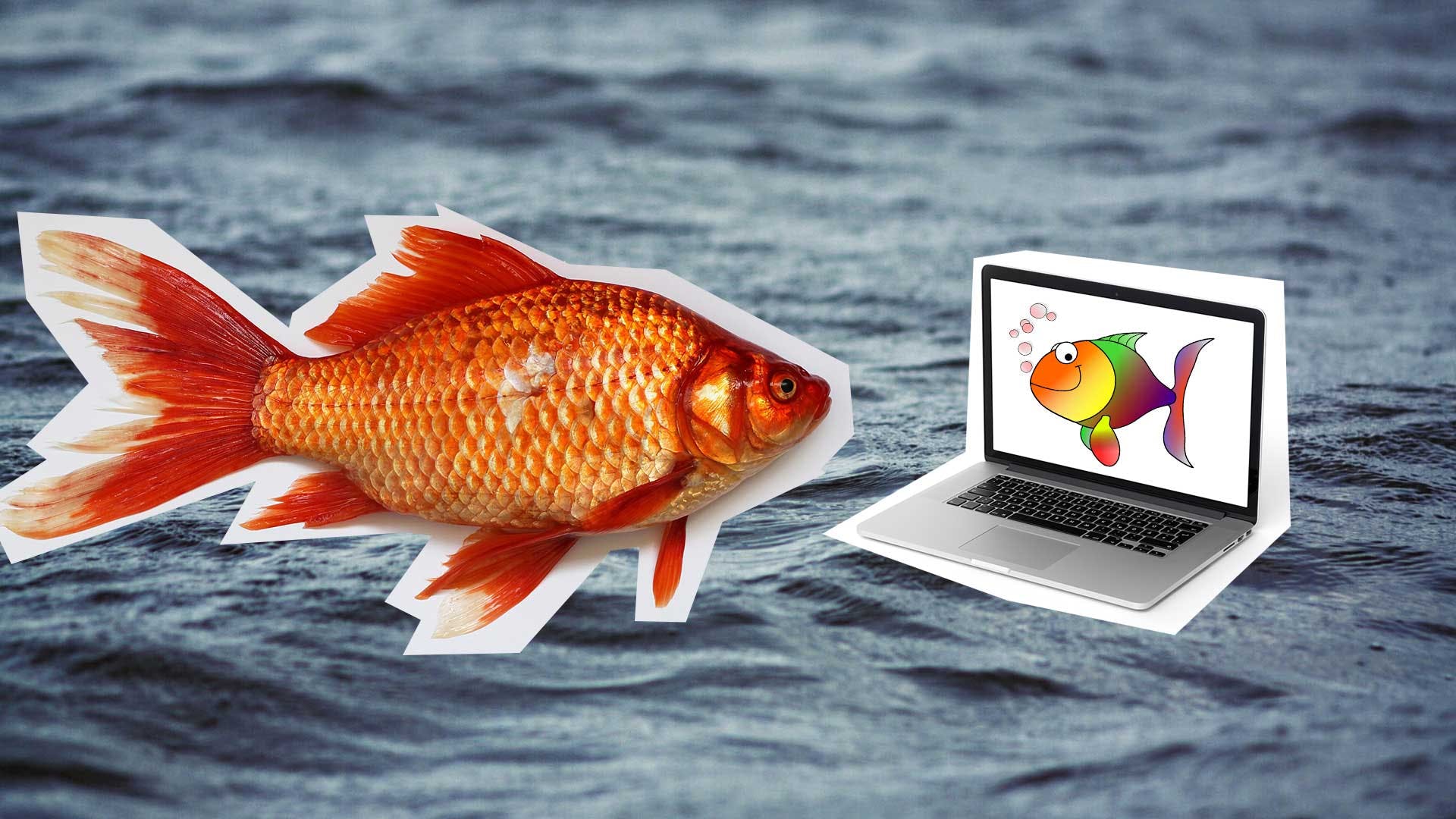 A goldfish looking at a laptop with a picture of rainbow fish on it
