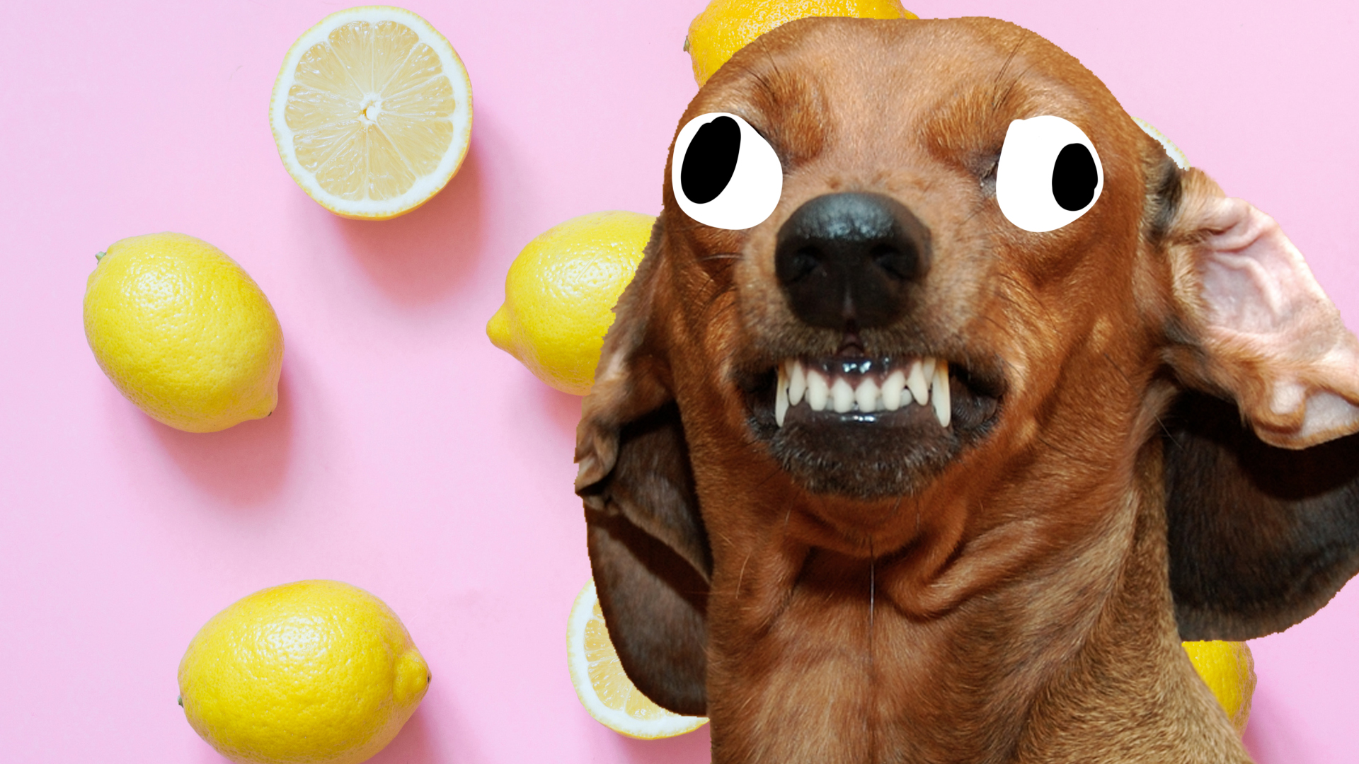 A dog who looks like they've licked one of the lemons in the photo