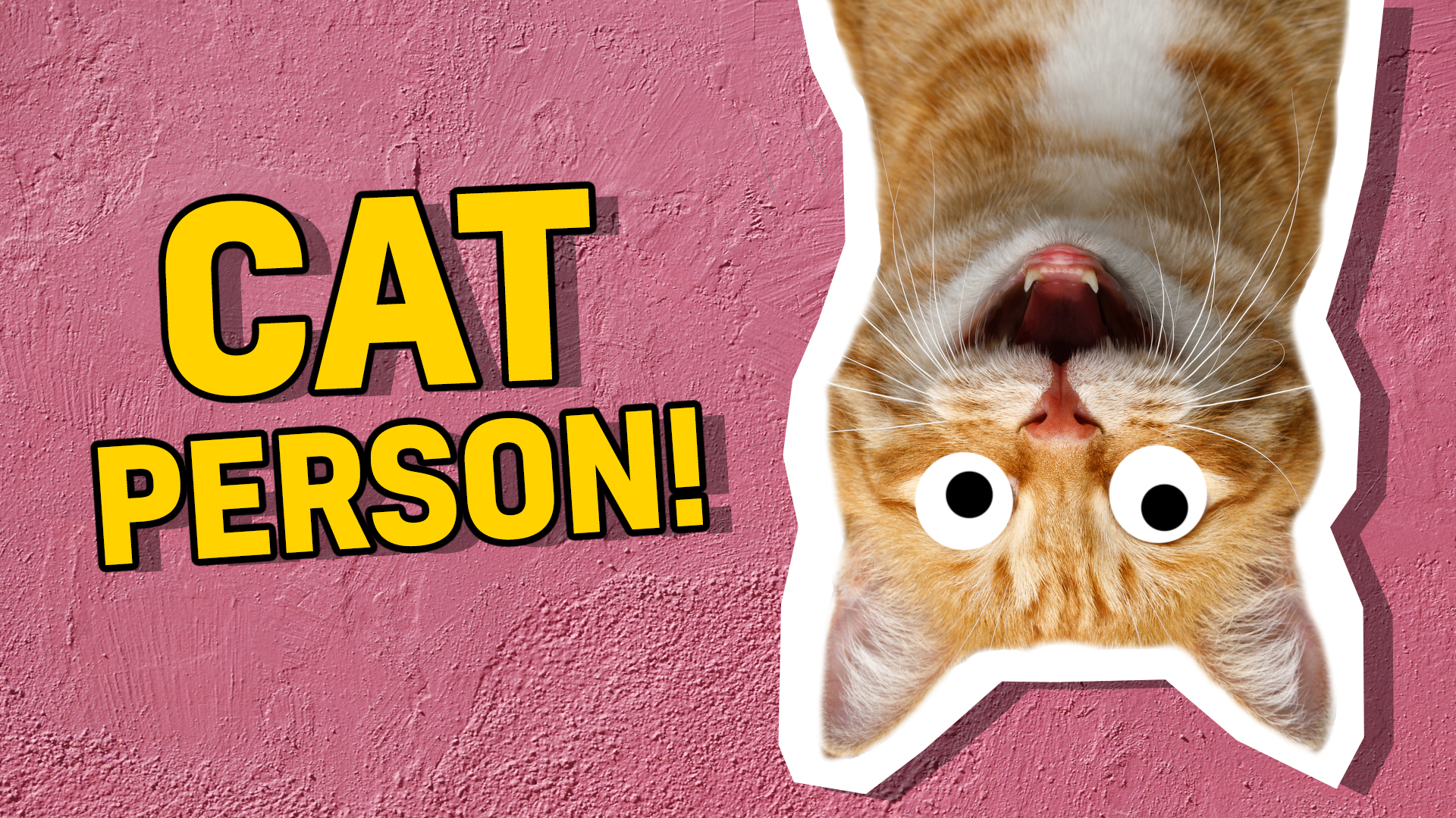 You're a: CAT PERSON!