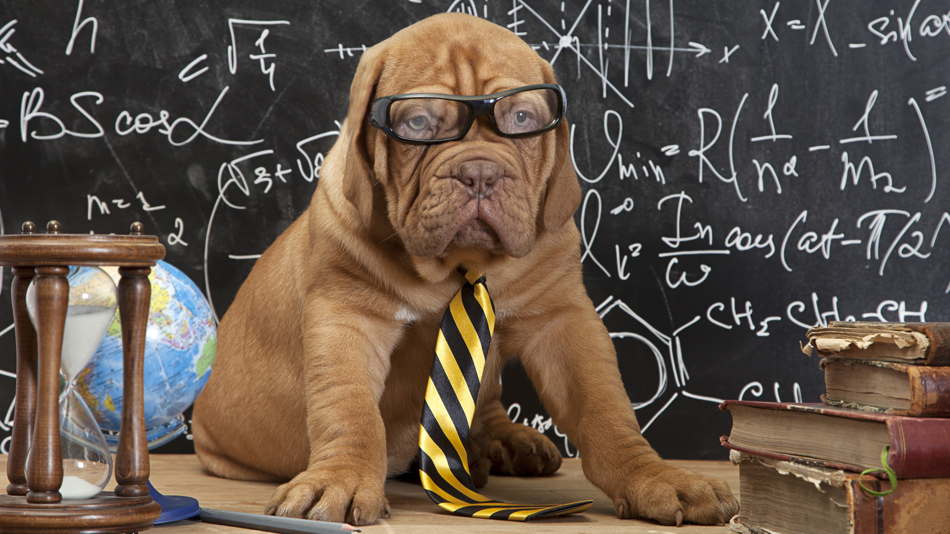 Funny dog in tie and glasses