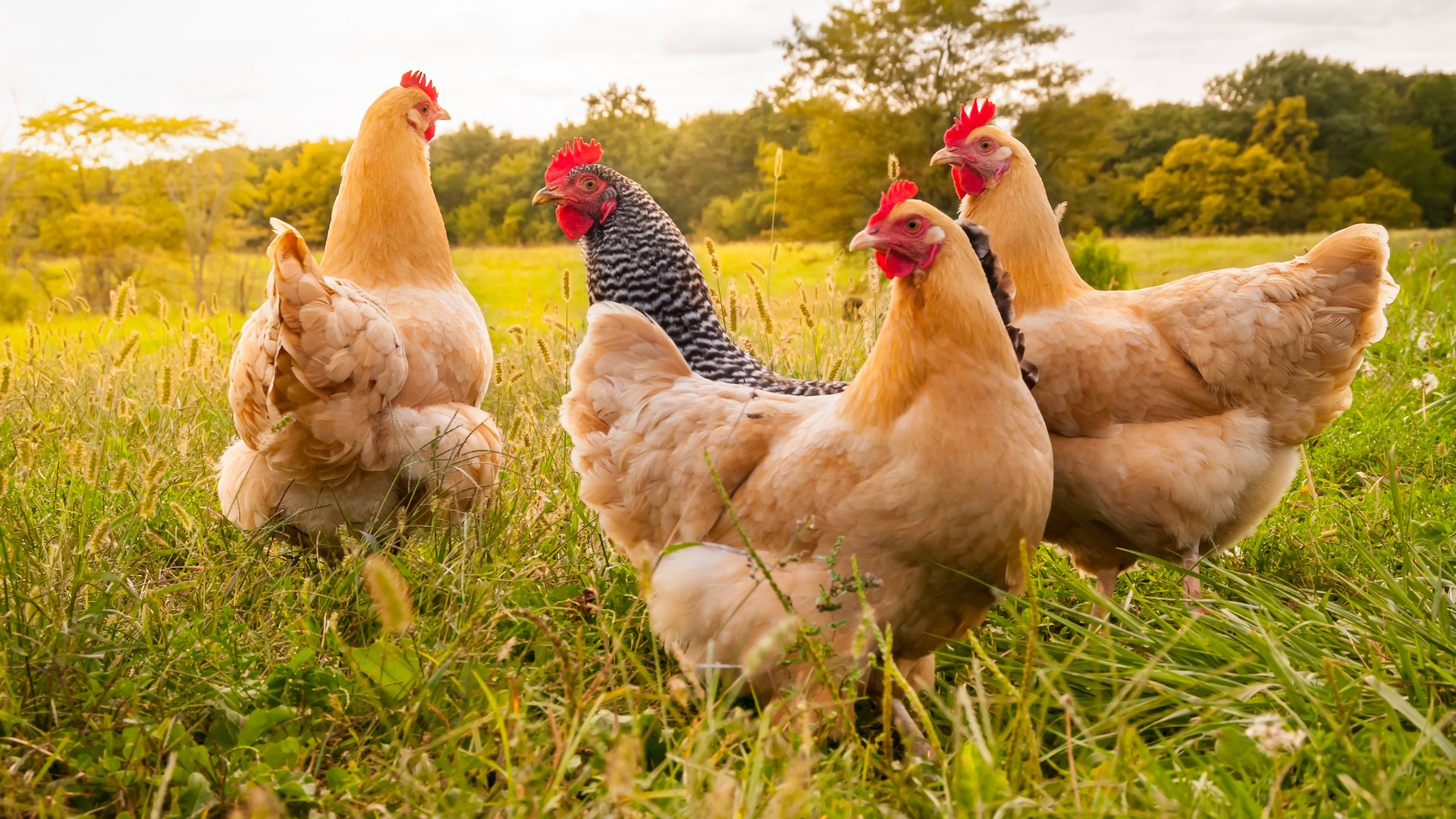A group of chickens in a field