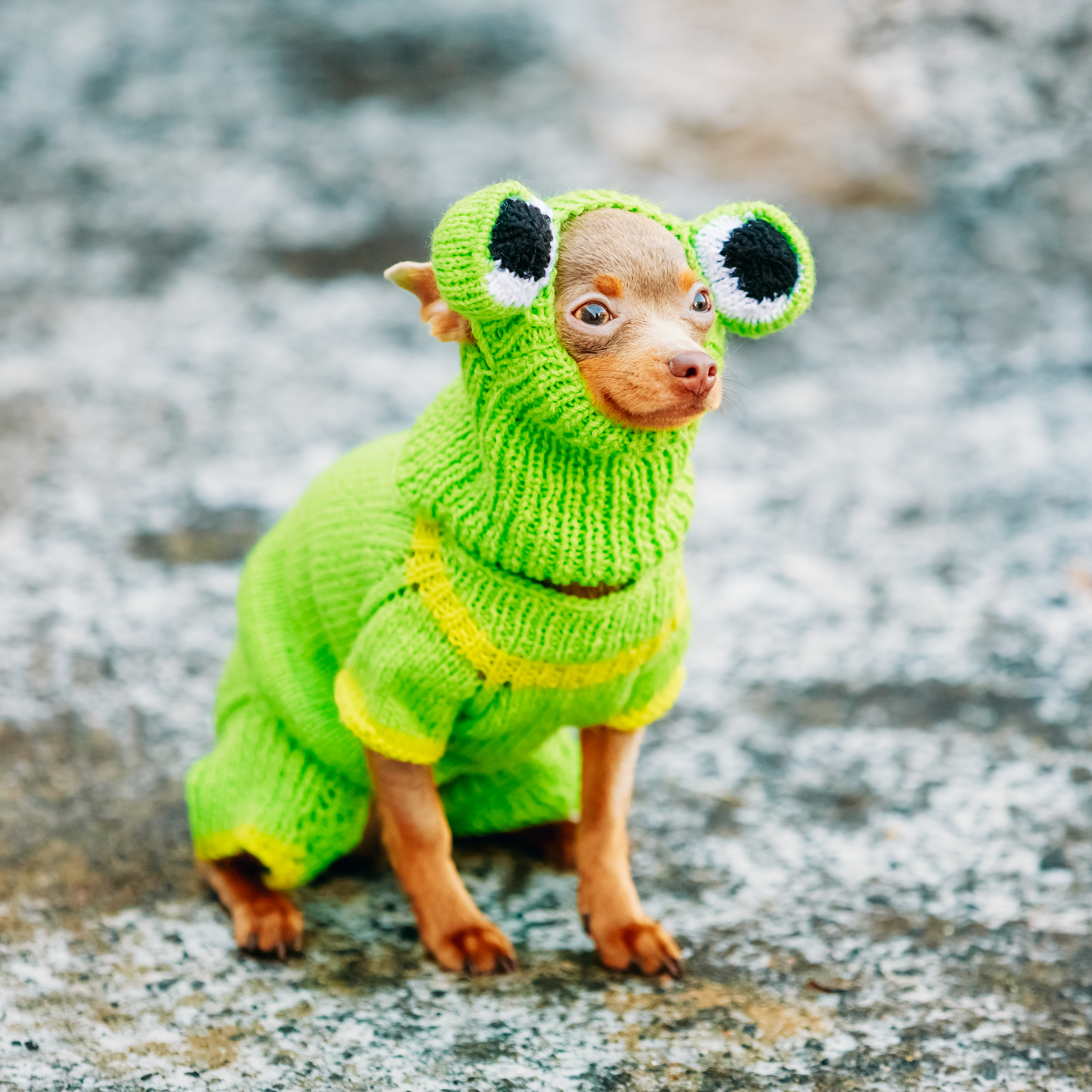 A small dog wearing a green coat