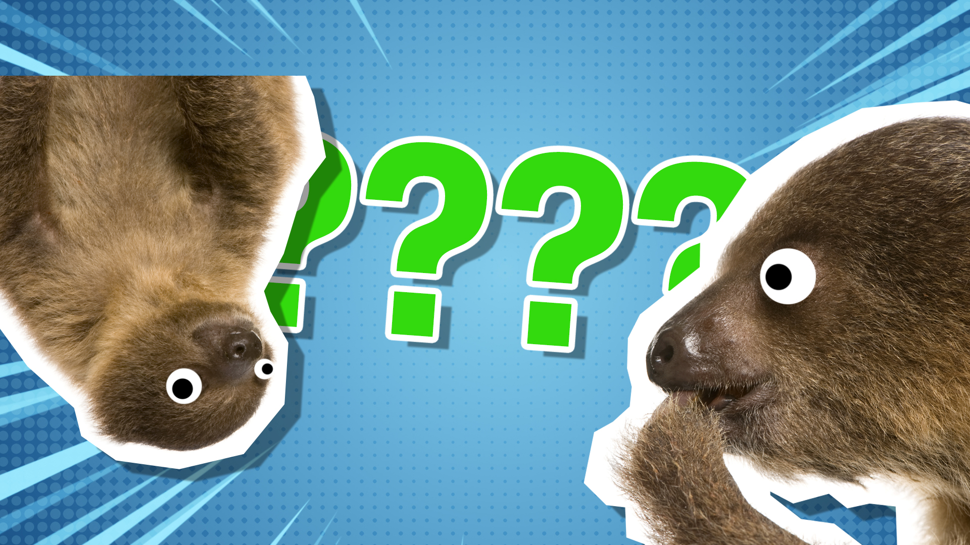 Sloth quiz