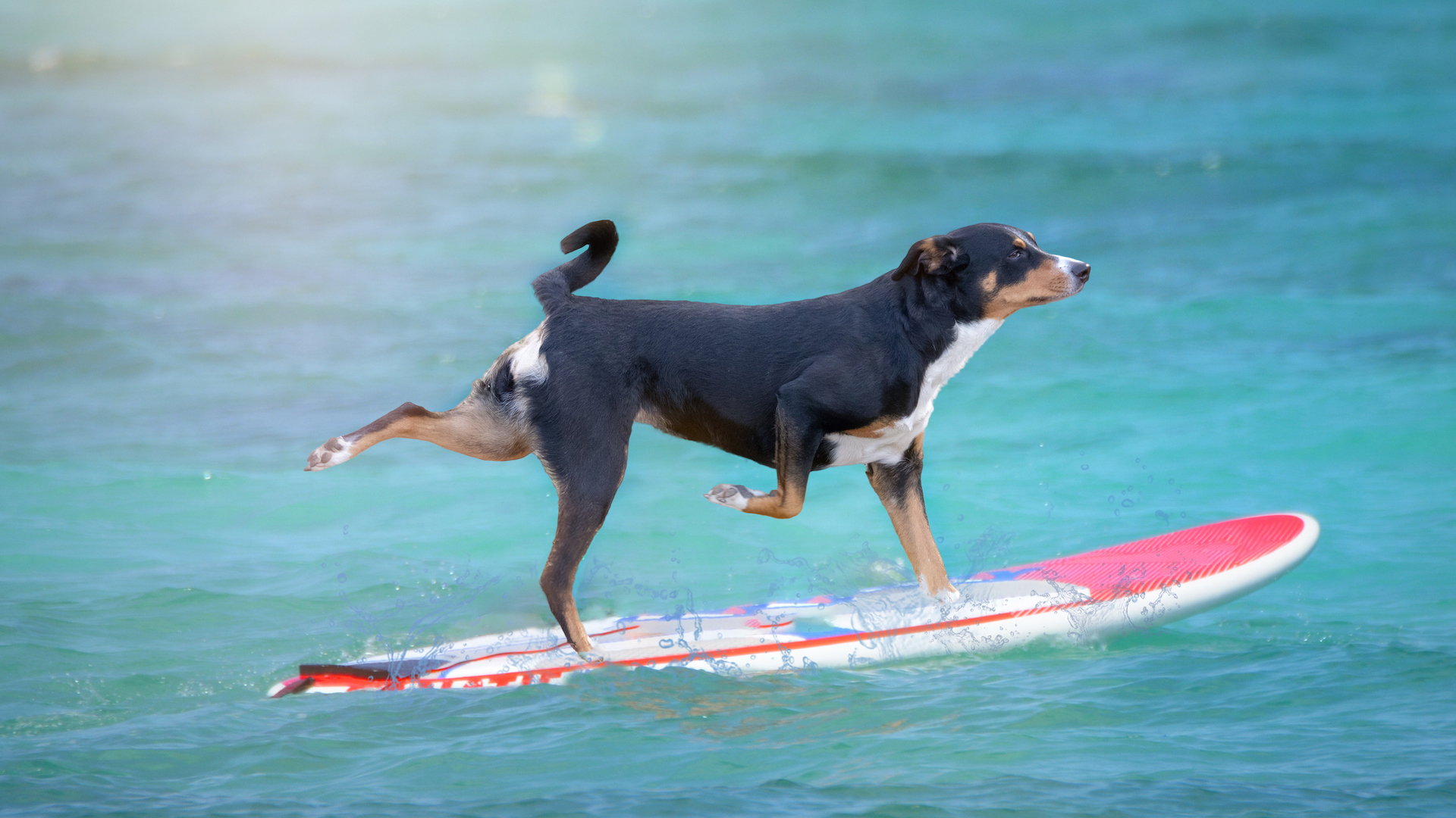 A dog on a surfboard