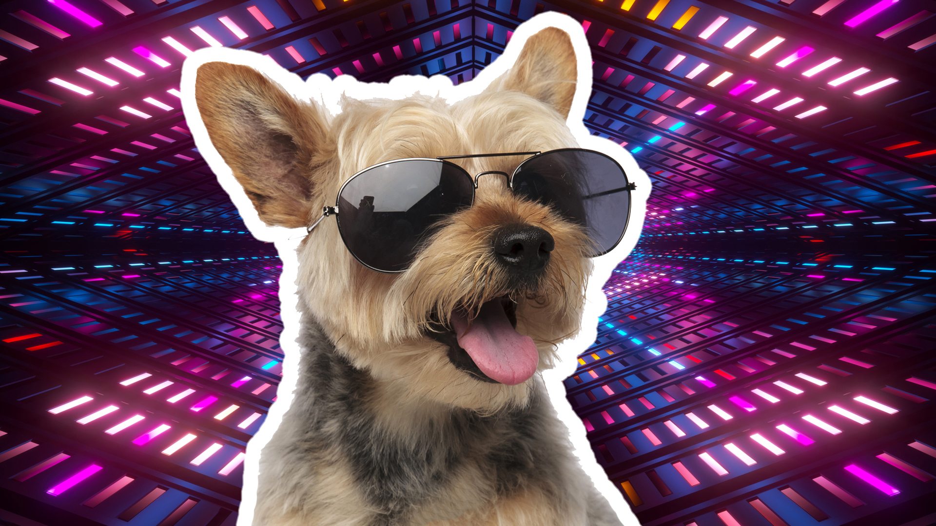 A dog at a disco