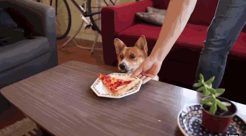 A dog is presented with a plate of pizza