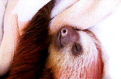 A sloth having a nap