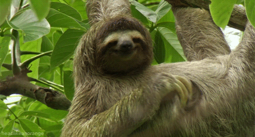 A sloth scratching its belly after a meal
