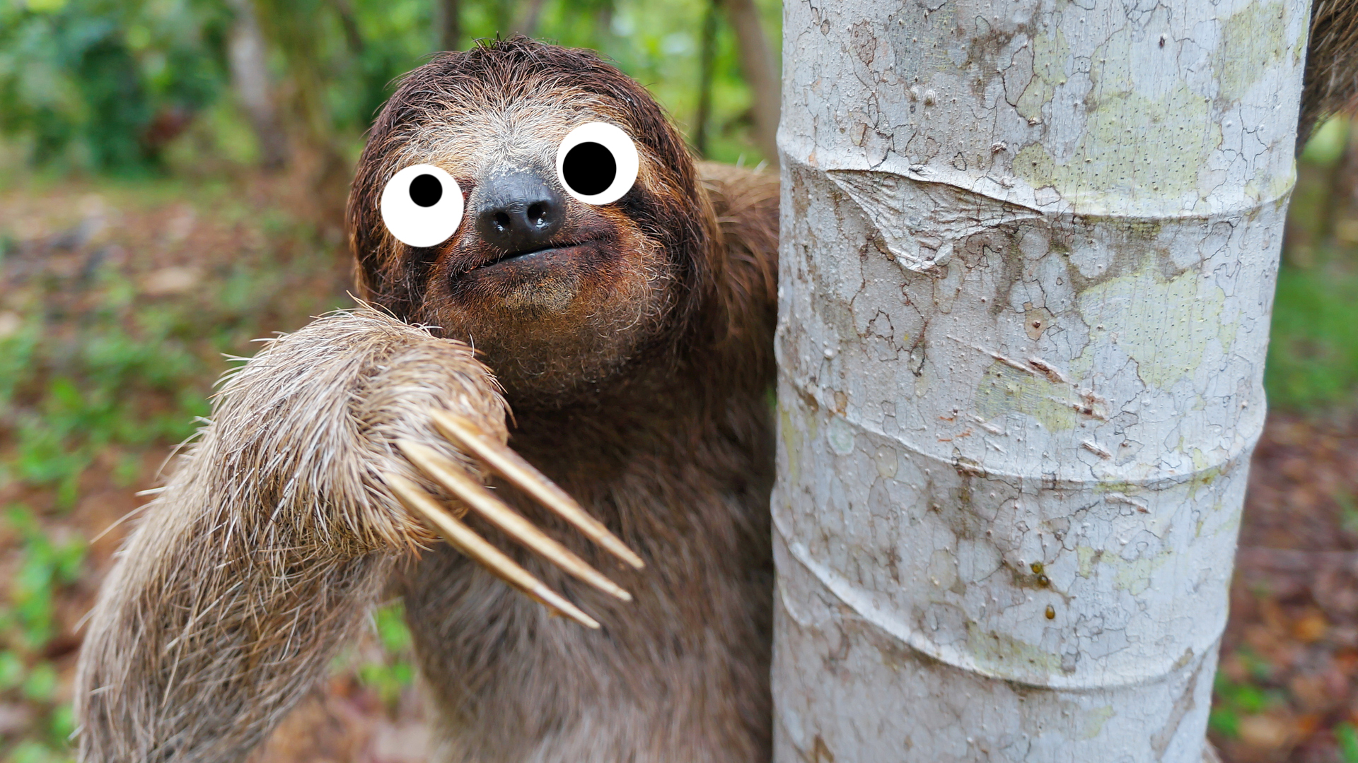 A sloth climbing down a tree trunk