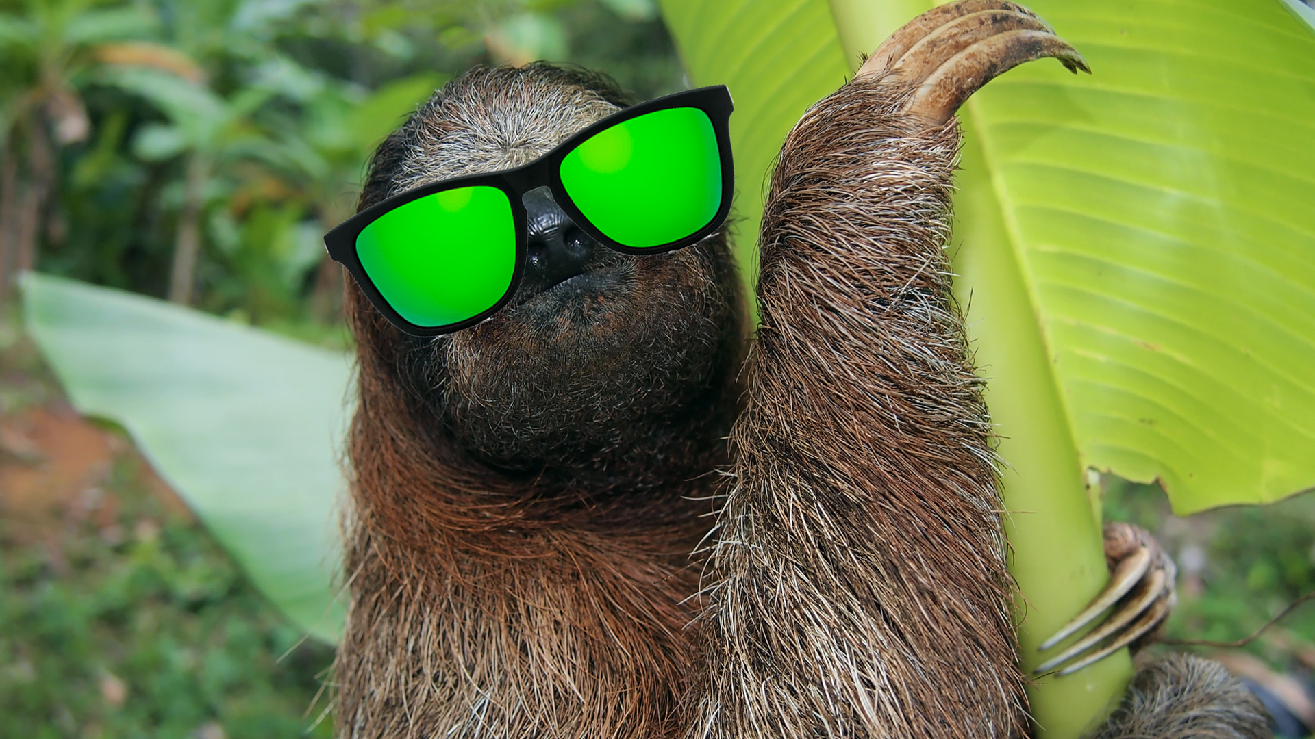 A sloth wearing sunglasses