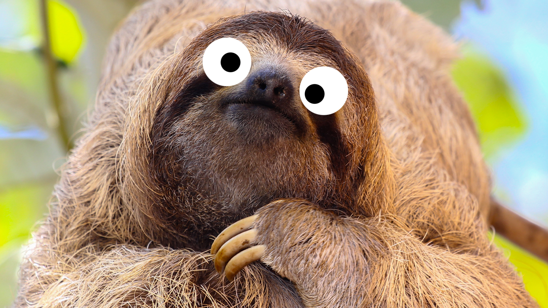 A sloth relaxing