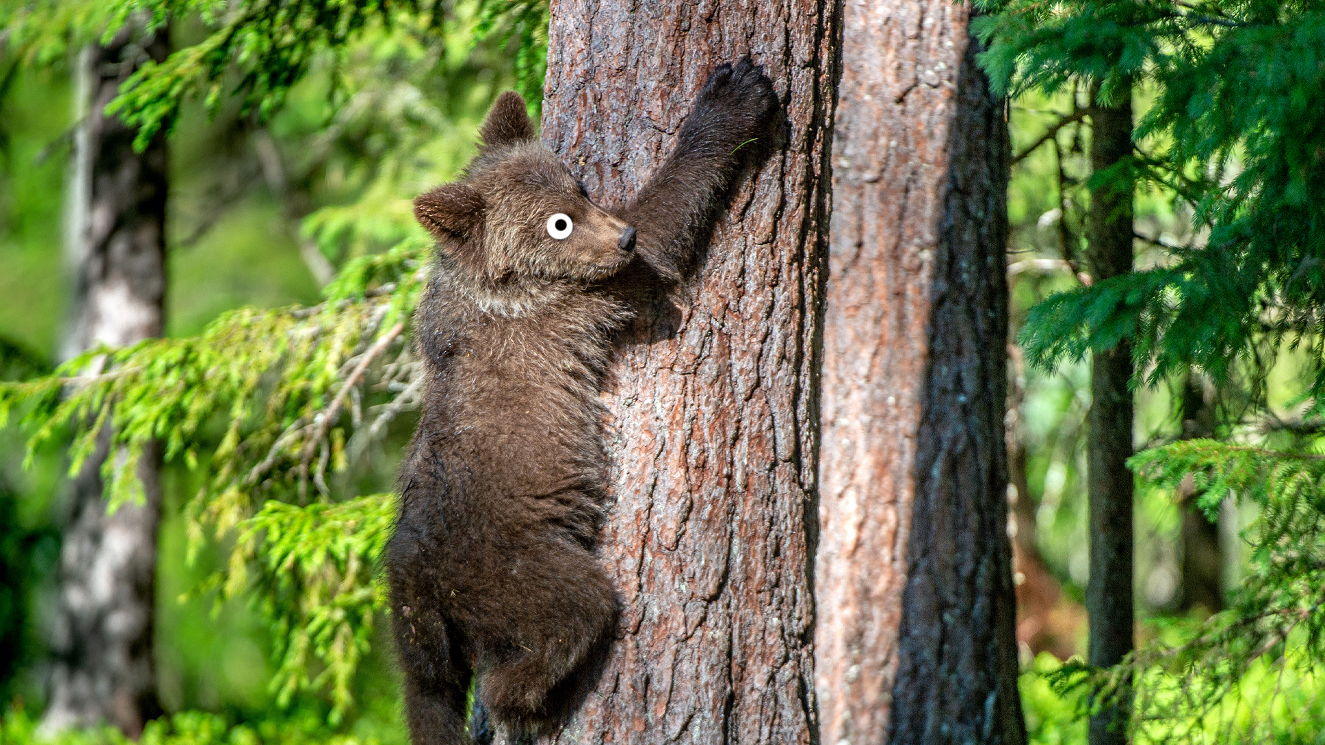 A bear climbing a tree