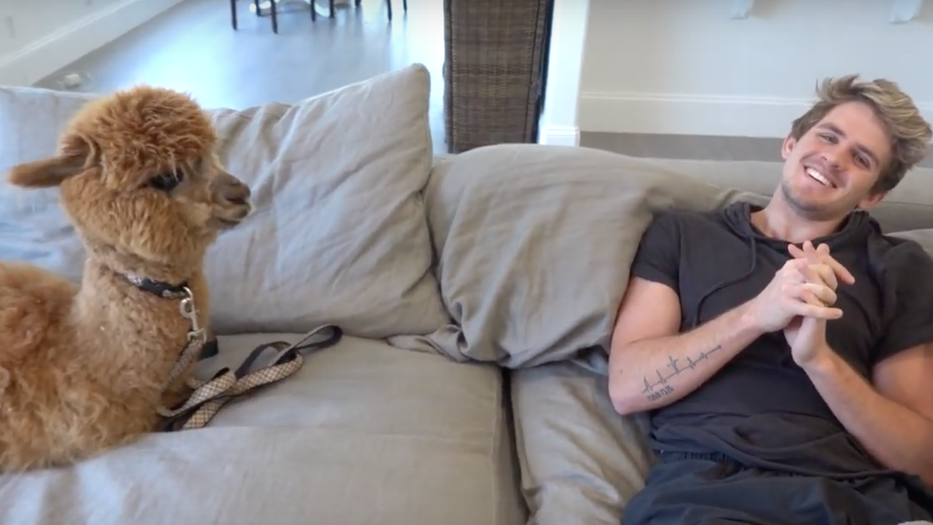 Cole shares a sofa with an alpaca