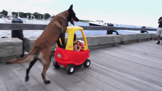 A dog pushing a toy car along a pier