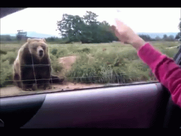 A polite bear waving back
