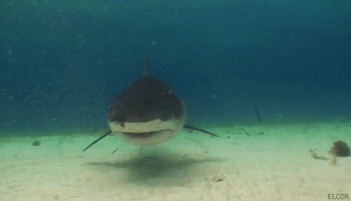A shark and a diver