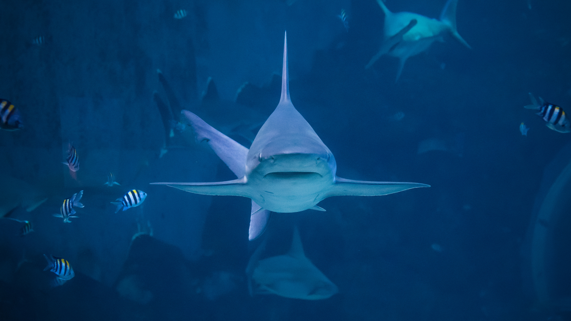 A silvertip shark 