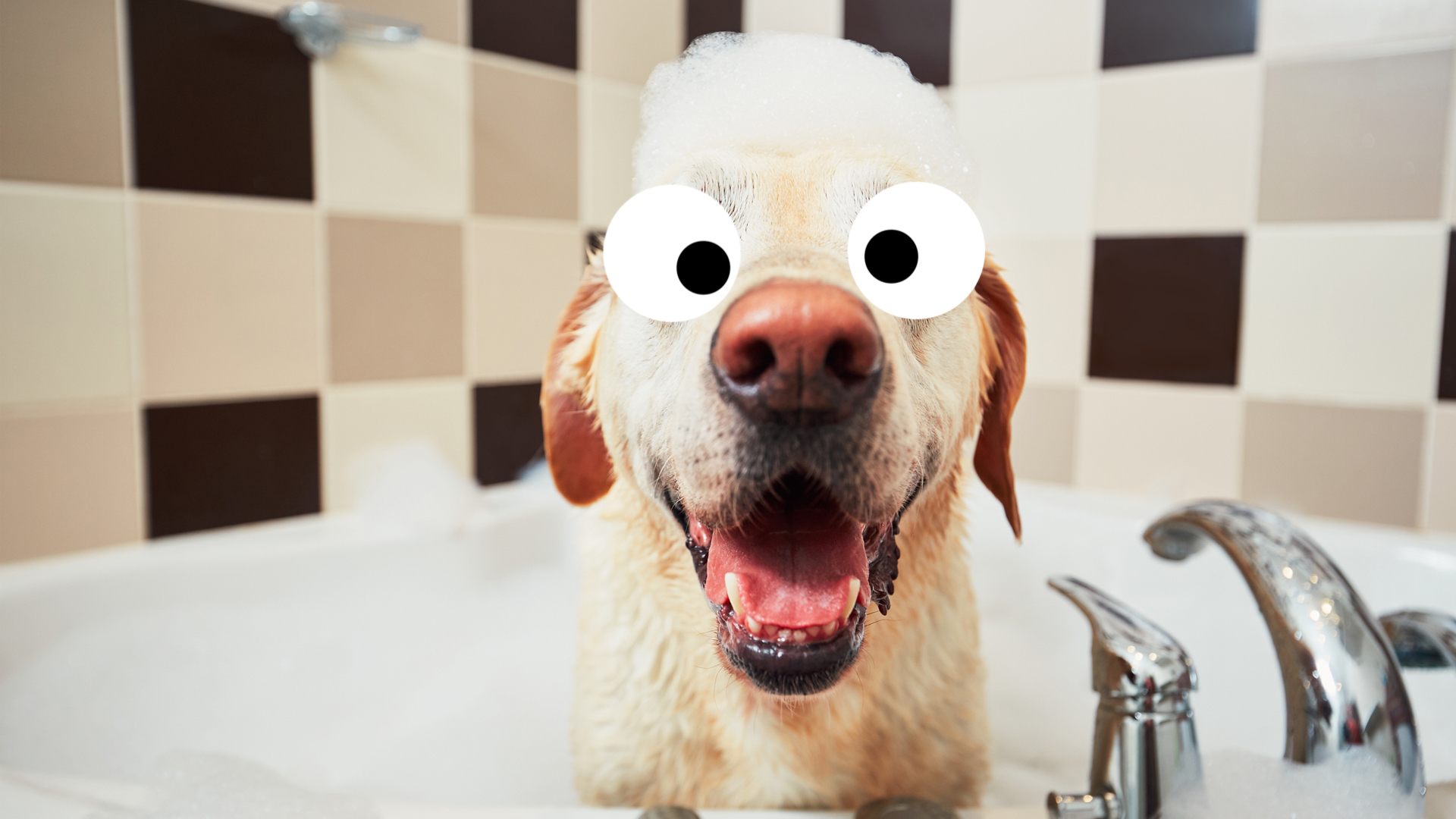 A labrador in a bubble bath
