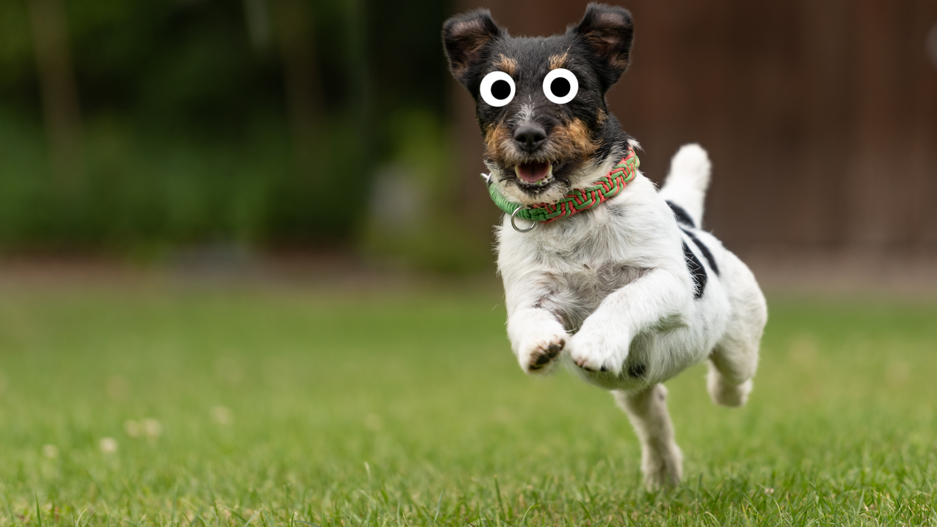 A small dog running in the park