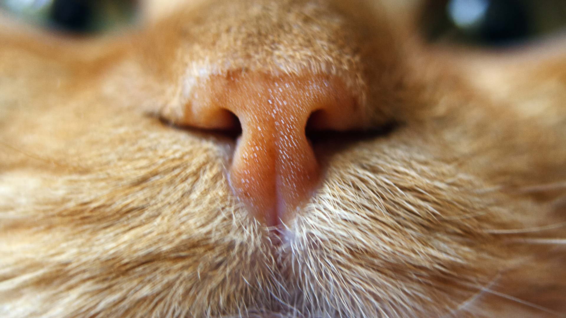 A close-up of a cat's nose 