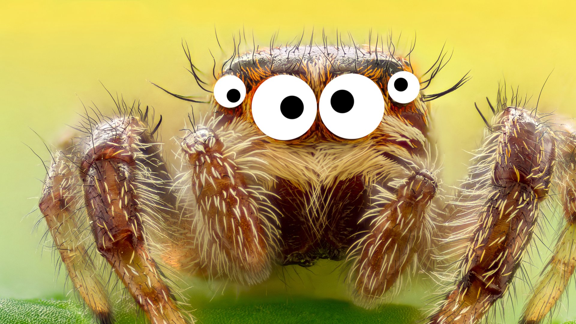 A jumping spider