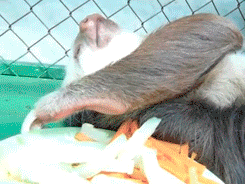 A sloth eating vegetables