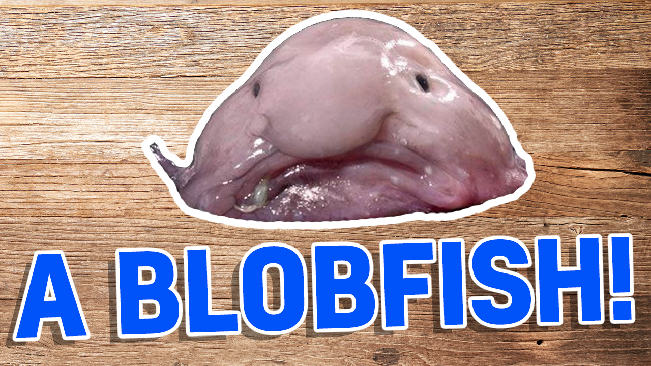 A blobfish