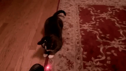 A cat chasing a laser dot on the carpet 