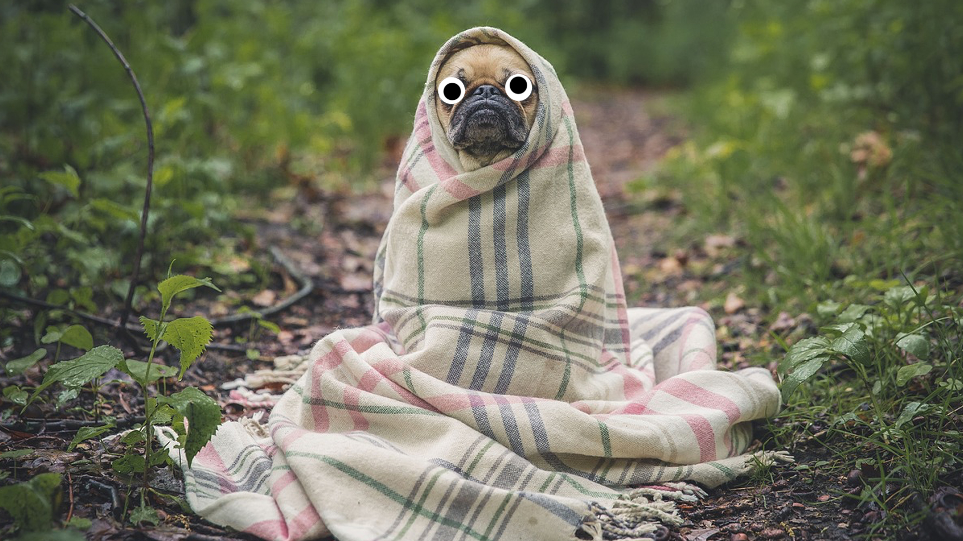 A pug in a blanket 