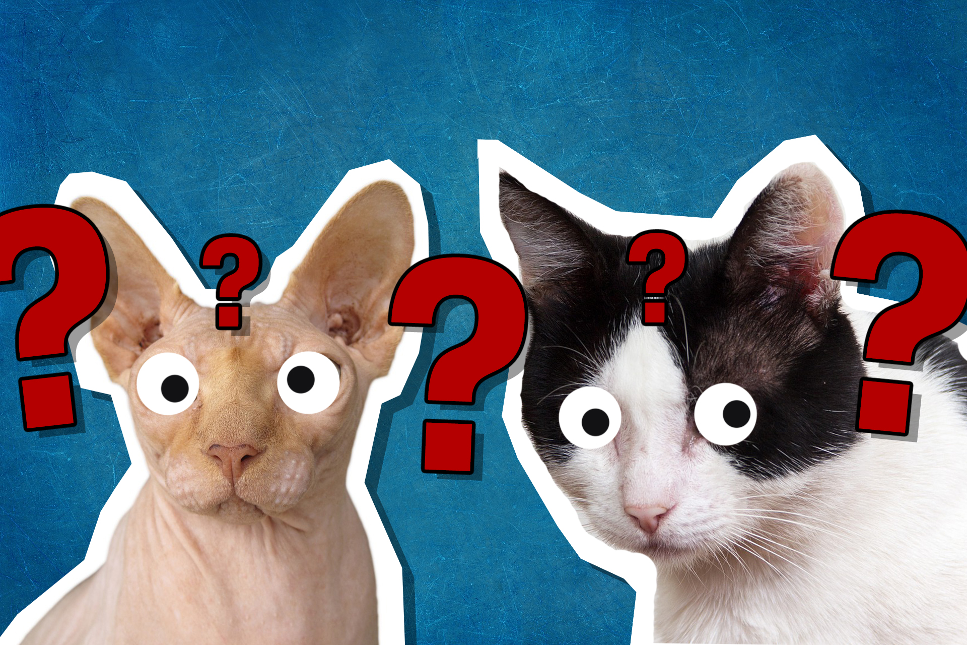 Qual o nome desses gatos? (Warrior Cats Quiz)