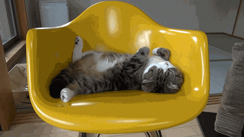 A cat asleep on the chair