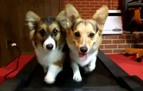 Dogs on a running machine