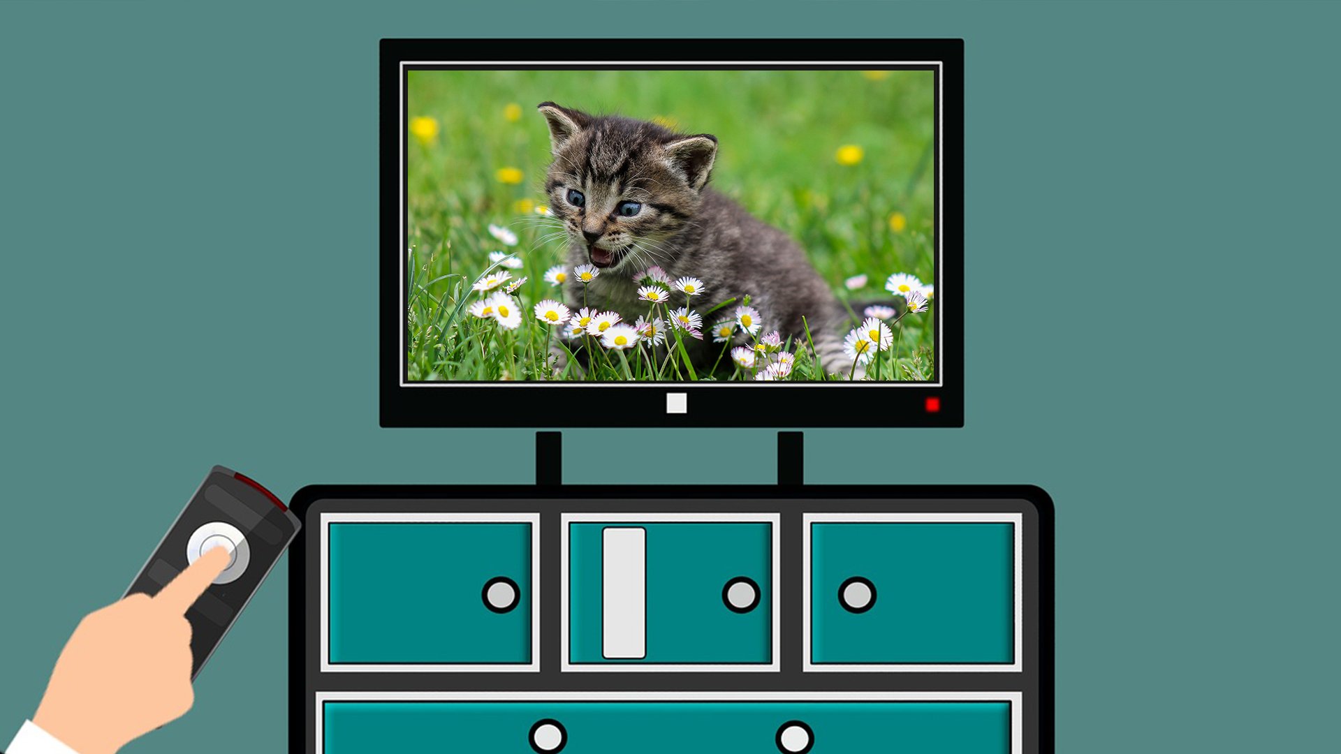 A cat on TV