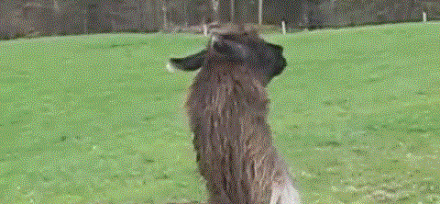 A jumping llama