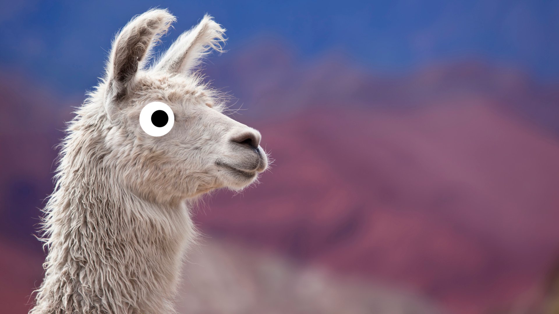 A llama staring into the distance