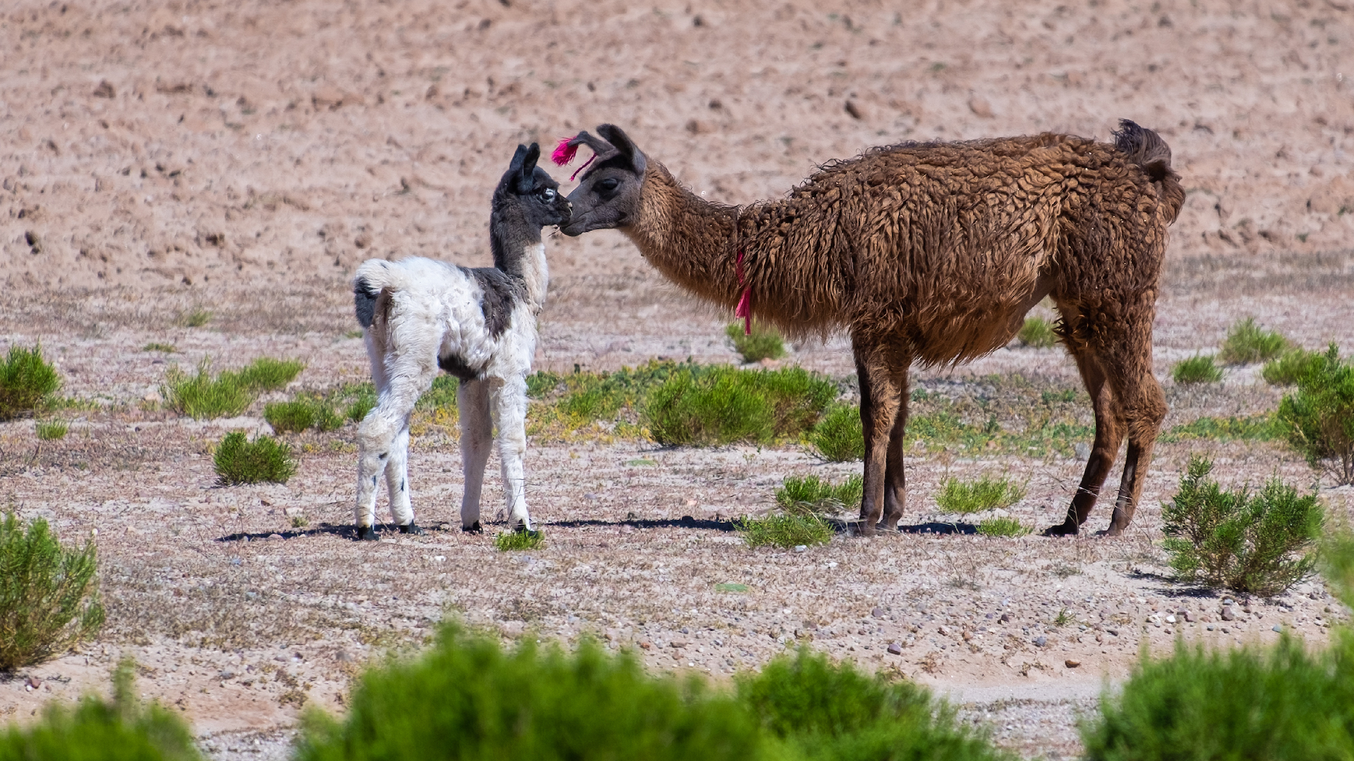 A llama and its baby
