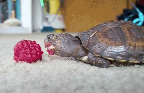 A tortoise eating some fruit