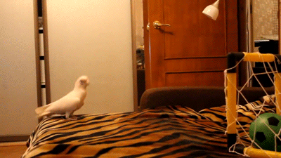 A cockatoo playing football on a table top