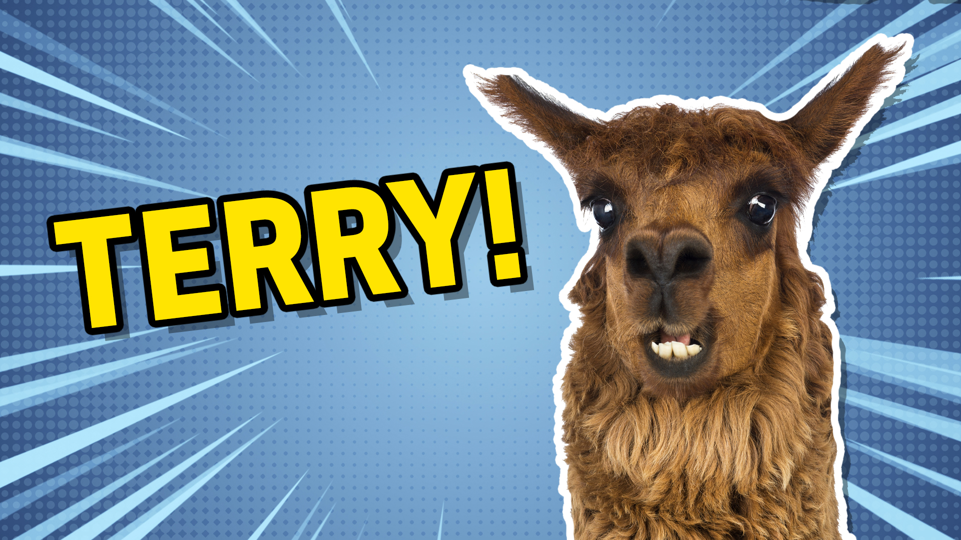Terry the llama