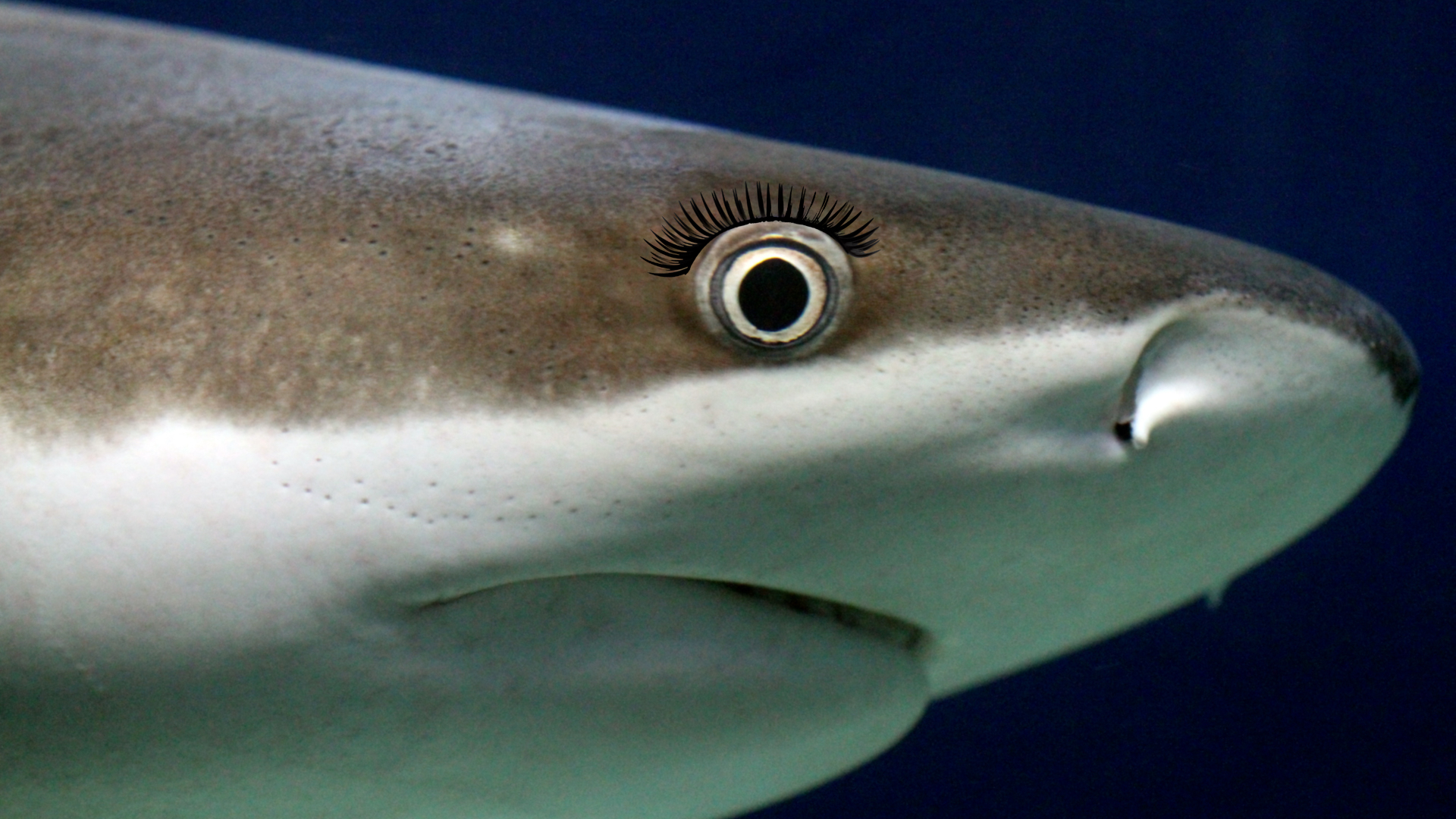 A close-up of shark's eye