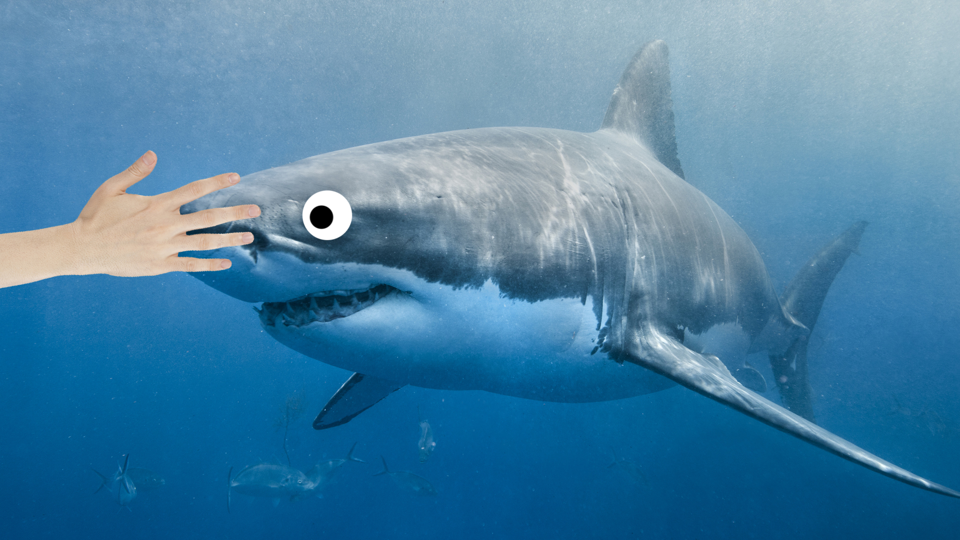 A human hand touching the head of a shark