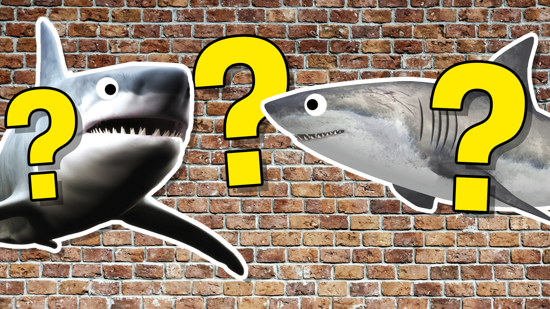Shark quiz